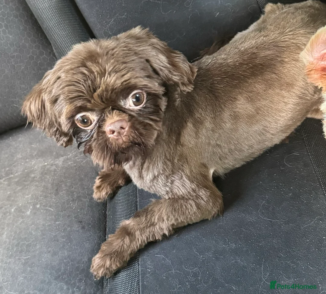 Shih Tzu dogs for stud: stunning chocolate stud boy  in Saint Helens - Advert 15