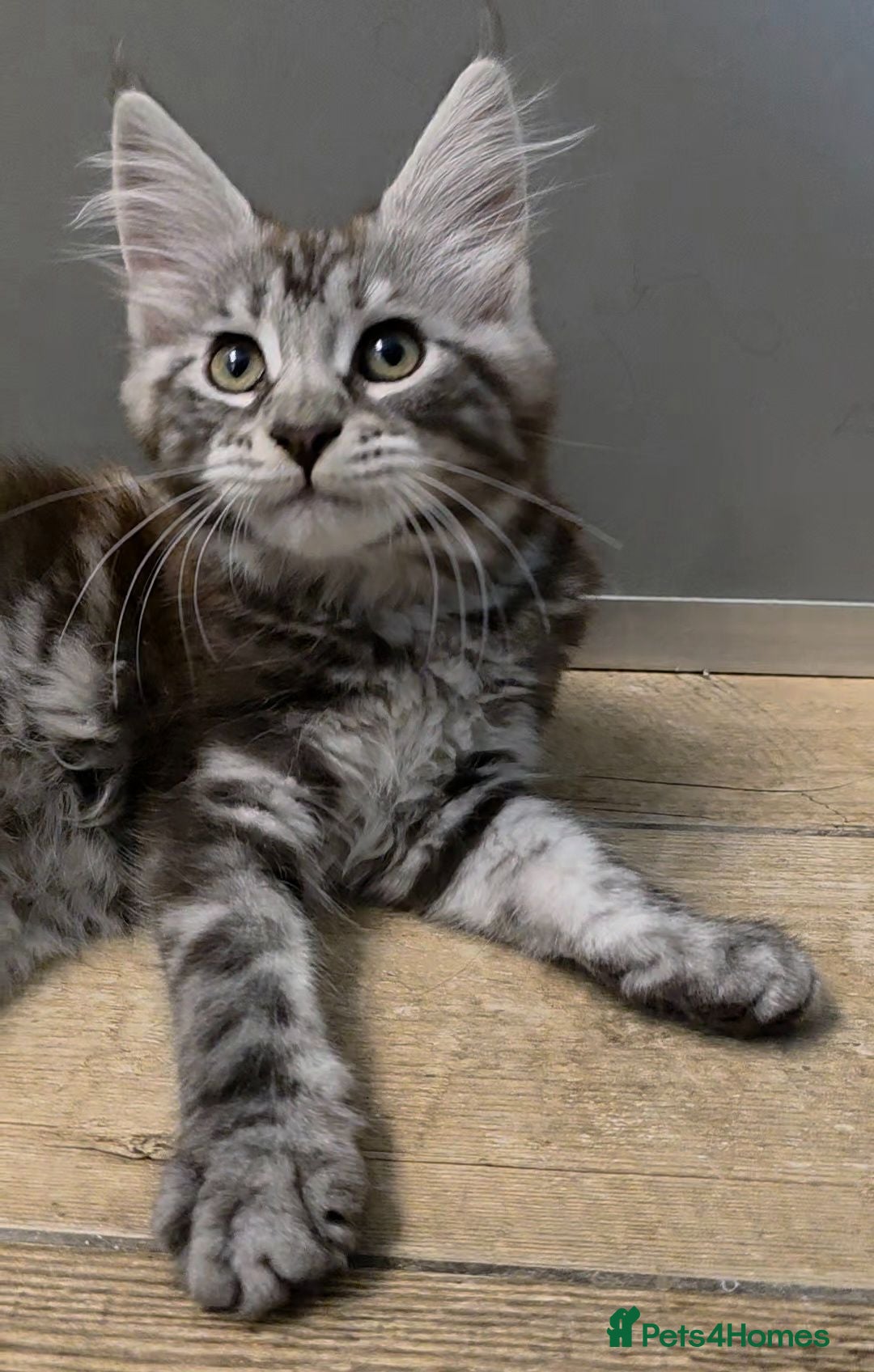 Maine Coon cats 🐾 Beautiful GCCF Registered Pedigree Kittens 🐾 - Advert 2