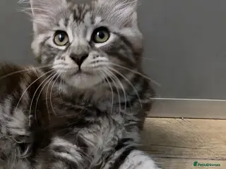 Maine Coon cats 🐾 Beautiful GCCF Registered Pedigree Kittens 🐾 - Advert 2