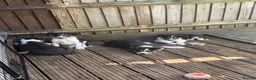 Border Collie dogs for sale: Boarder collie  - Advert 3