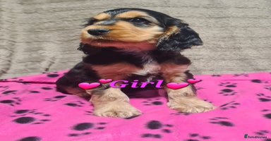 Cocker Spaniel dogs - Advert 3