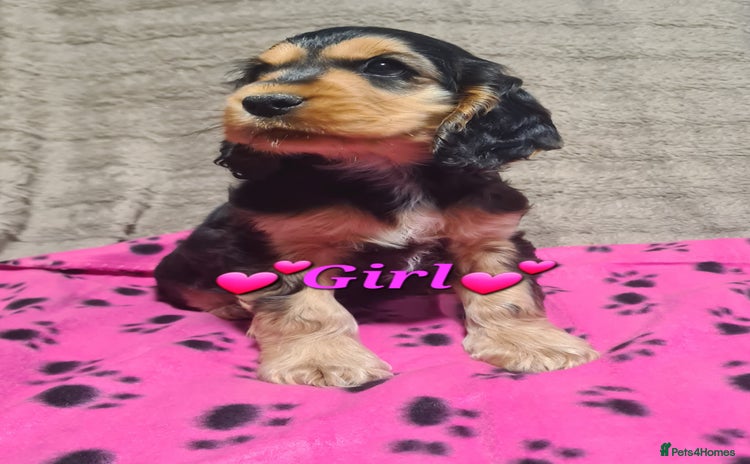 Cocker Spaniel dogs - Advert 4