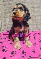 Cocker Spaniel dogs - Advert 3