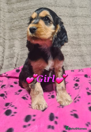 Cocker Spaniel dogs - Advert 4