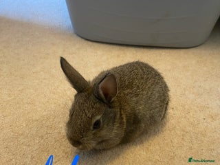 Mixed Breed rabbits Baby neatherland dwarfs - Advert 5