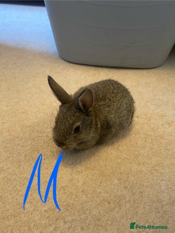Mixed Breed rabbits Baby neatherland dwarfs - Advert 5