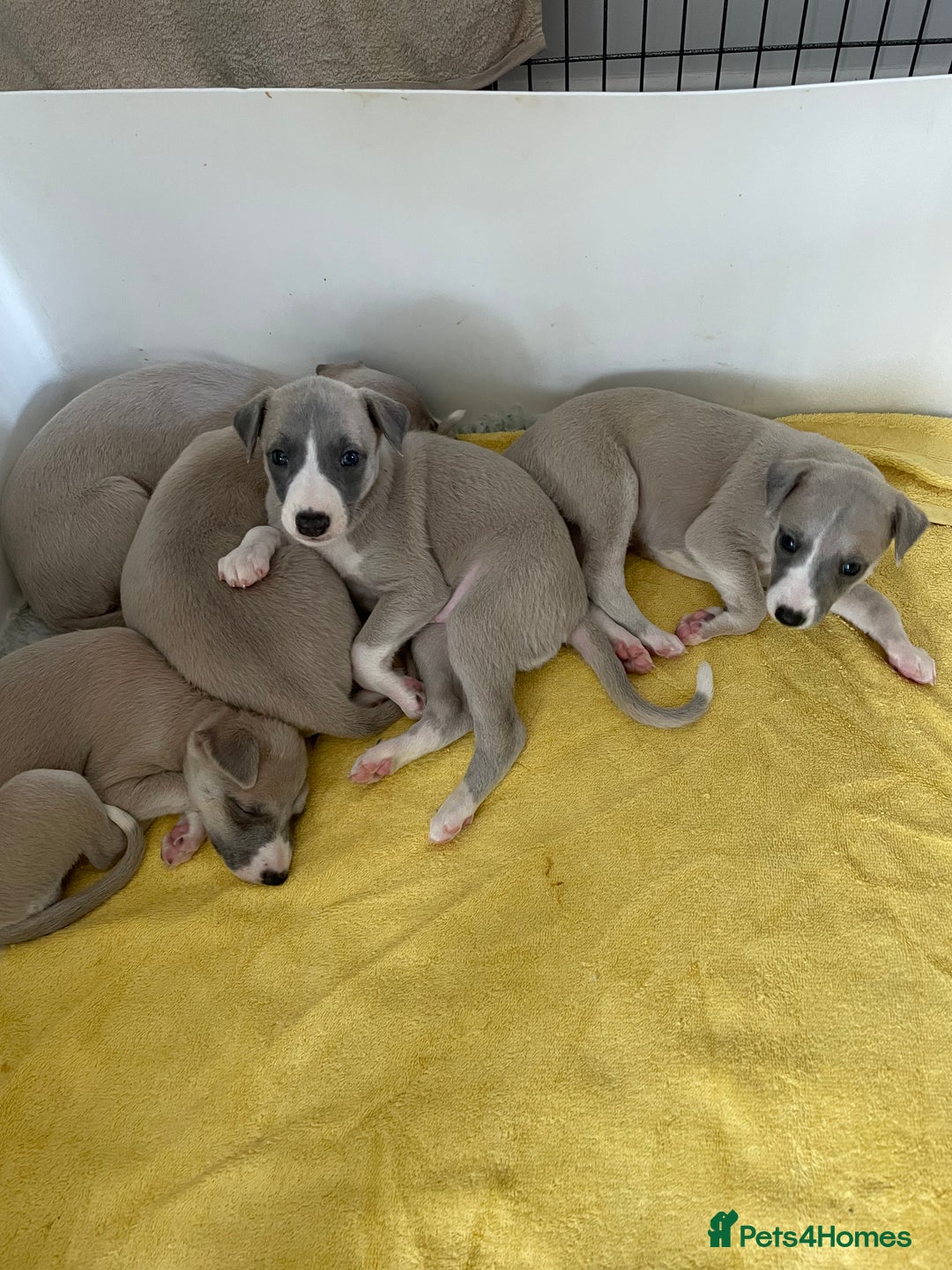 Whippet dogs for sale: Stunning whippet puppies - Advert 2