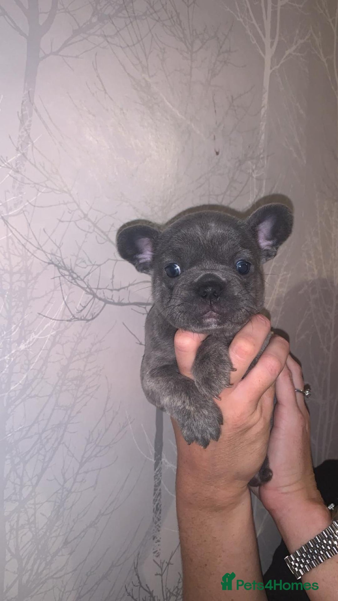 French Bulldog dogs for sale: French bulldog pups  - Image 14