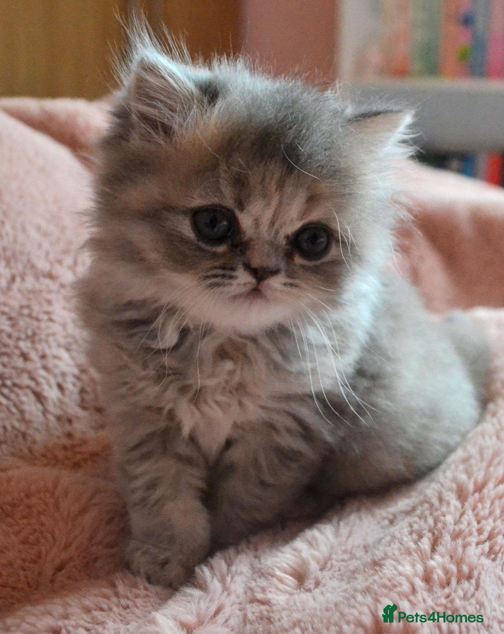 Persian cats Gorgeous Blue Persian female 7 weeks. - Advert 8