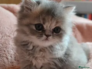 Persian cats Gorgeous Blue Persian female 7 weeks. - Advert 8