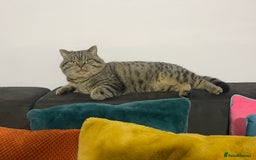 British Shorthair cats for sale: Large british shorthair boy very loving - Image 2