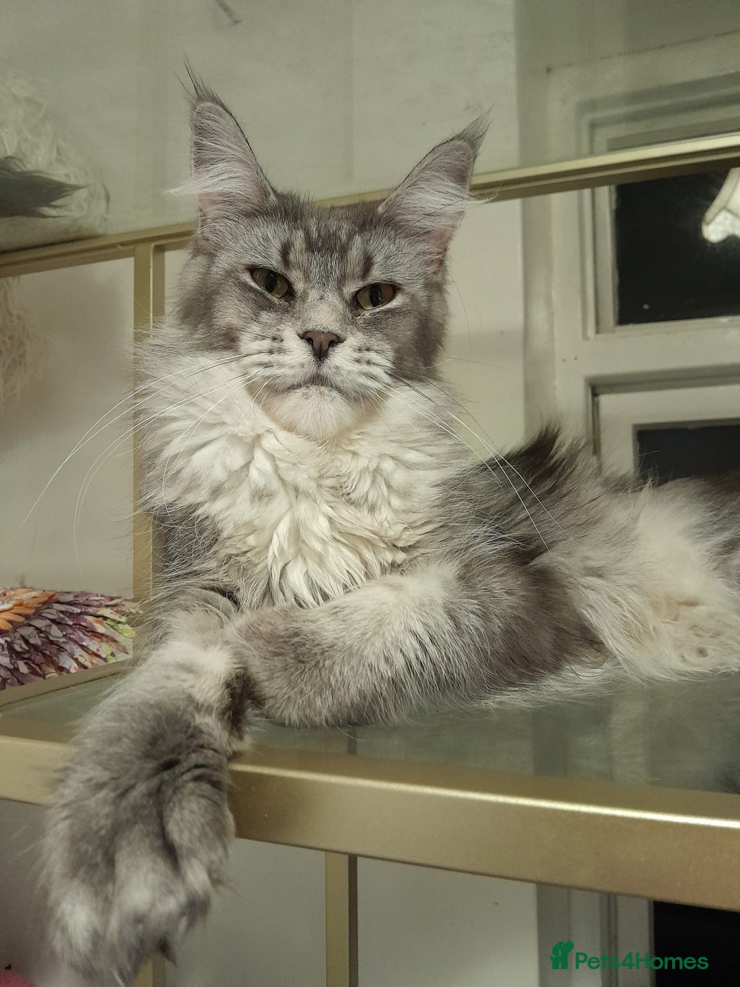 Maine Coon cats for sale: black silver ticked polydactyl girl TICA mainecoon - Advert 1