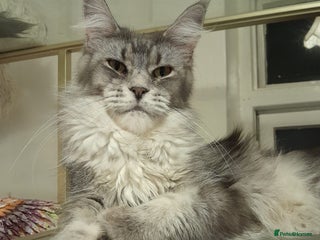 Maine Coon cats black silver ticked polydactyl girl TICA mainecoon - Advert 1