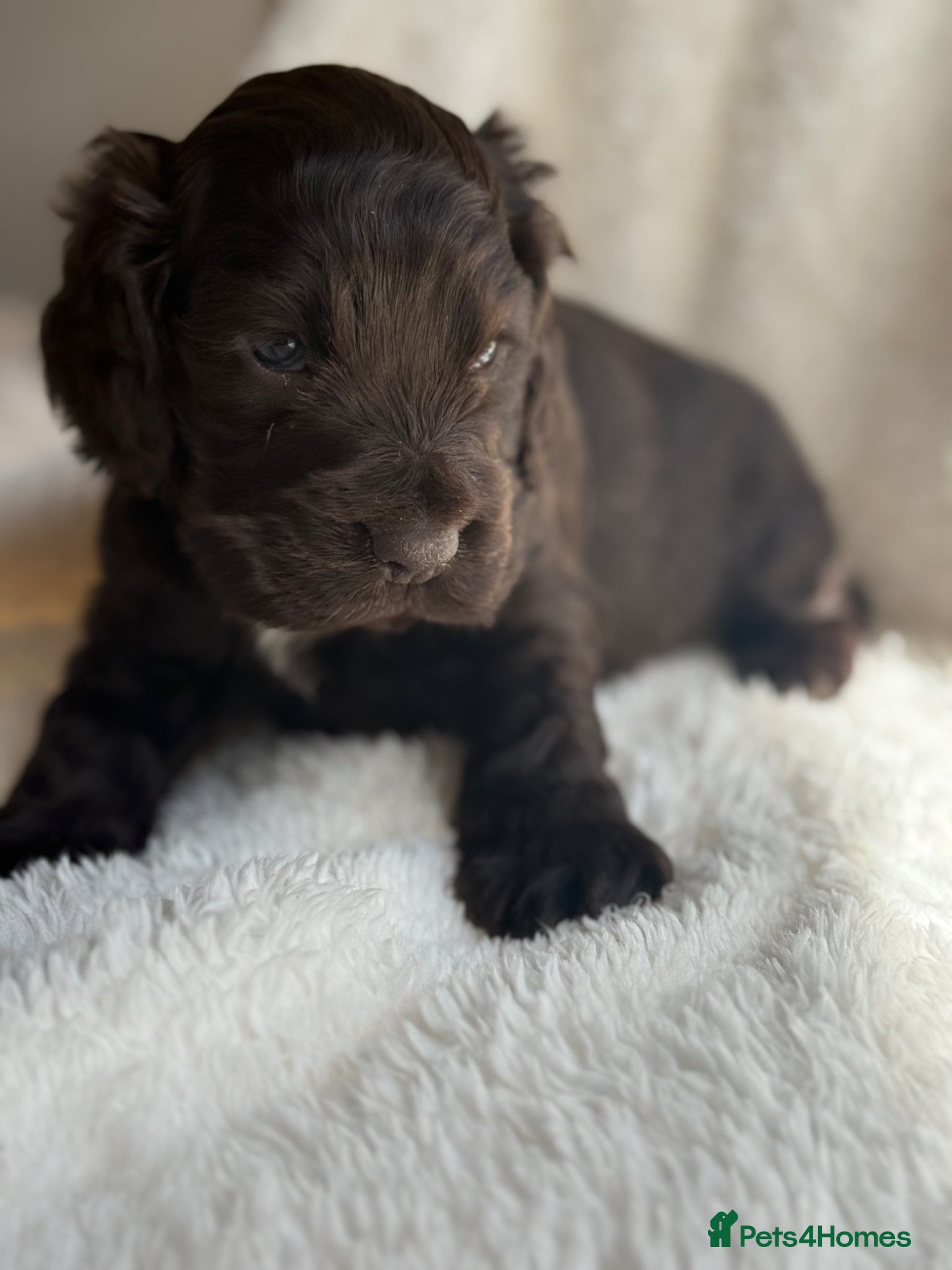 Cocker Spaniel dogs KC Show Cocker Spaniel Choc Boy  - Advert 2
