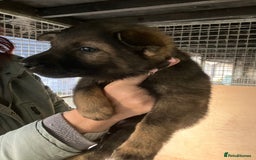 German Shepherd dogs for sale: Superb German Shepherd pups working lines - Image 9