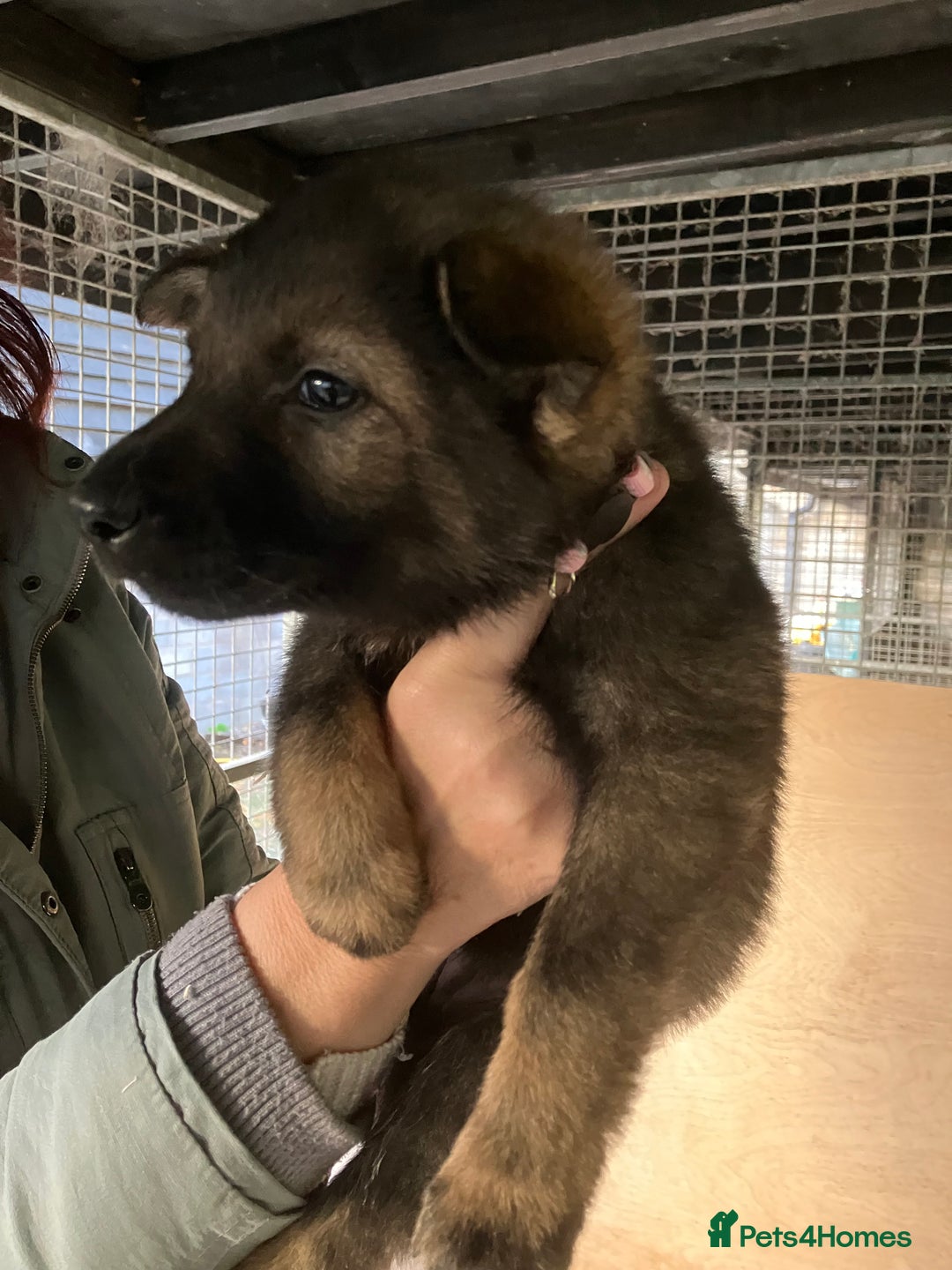German Shepherd dogs for sale: Superb German Shepherd pups working lines - Image 9