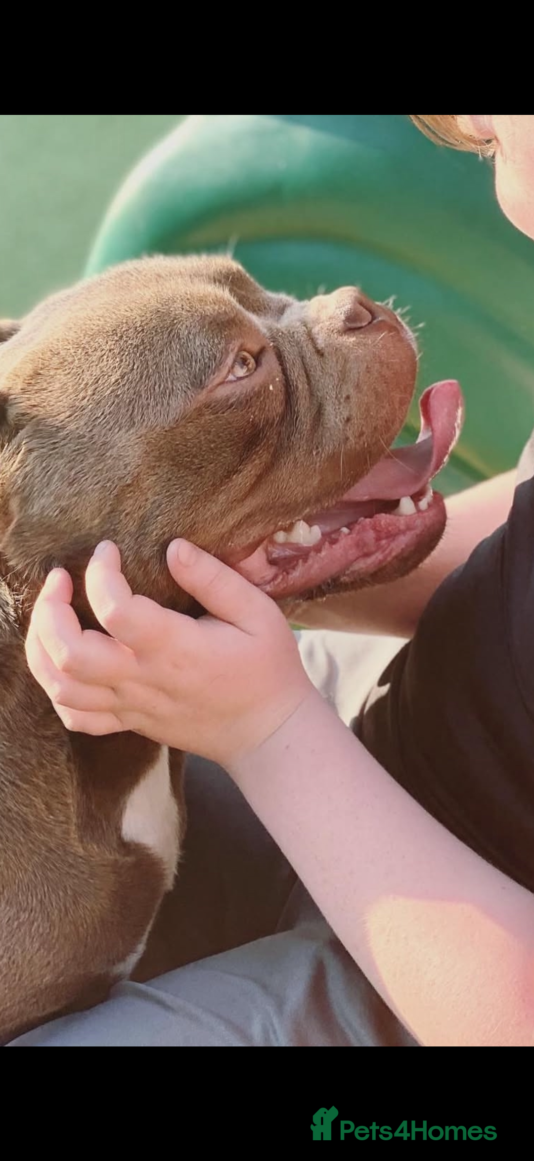 American Bully dogs for sale: Stunning Bully pup available now  - Advert 4