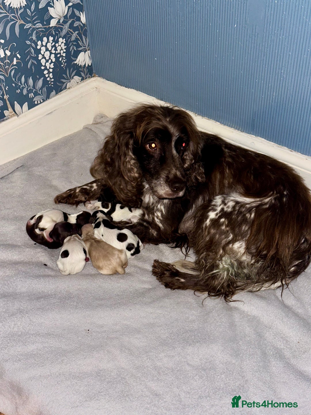 Sprocker dogs for sale: Sprocker Spaniel - Advert 1