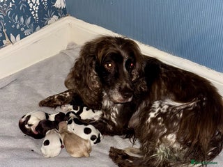 Sprocker dogs Sprocker Spaniel - Advert 18