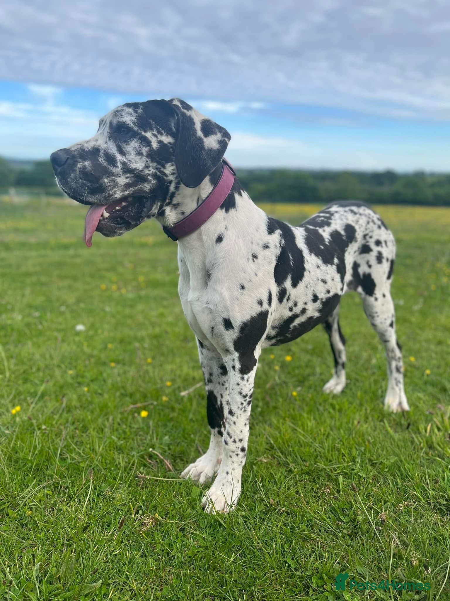 Mixed Breed dogs Great Dane/cane corso litter due febuary 14th - Advert 16
