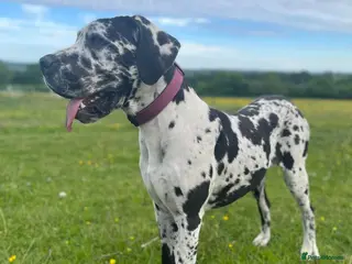 Mixed Breed dogs Great Dane/cane corso litter due febuary 14th - Advert 1