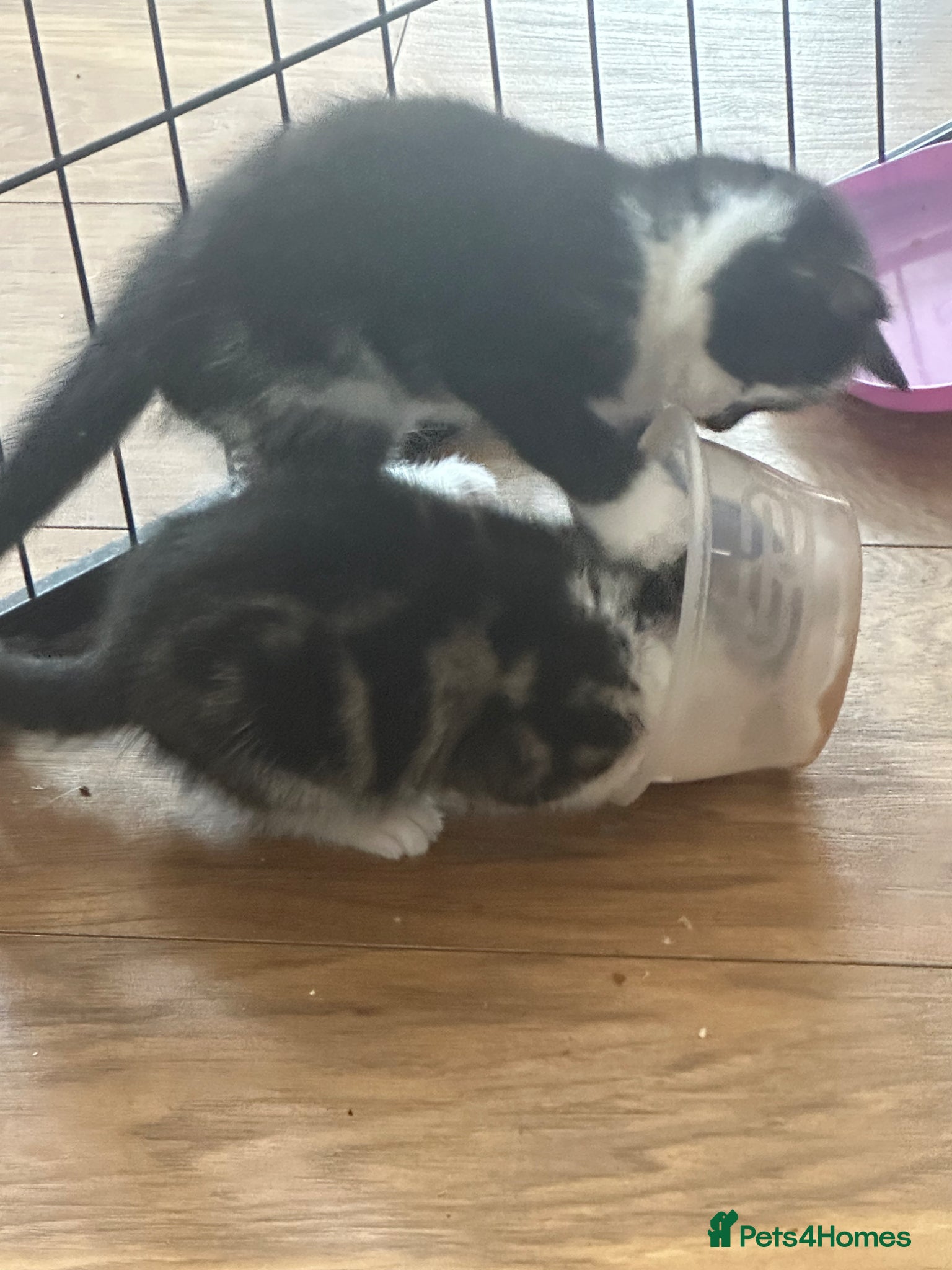 Mixed Breed cats for sale: Mixed breed kittens in Southsea - Advert 4