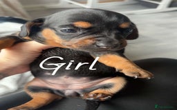 Miniature Dachshund dogs for sale: Beautiful sausage dogs🥰 - Image 2