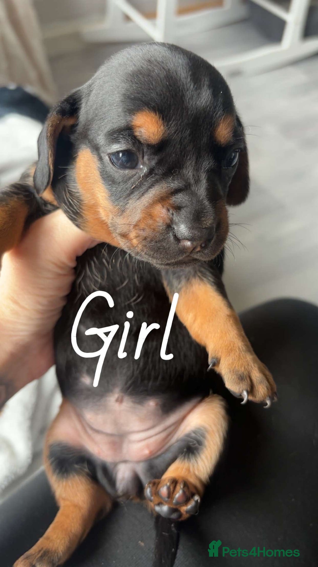 Miniature Dachshund dogs for sale: Beautiful sausage dogs🥰 - Image 2