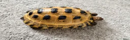 Tortoise reptiles for sale: Horsefield tortoise  - Advert 5