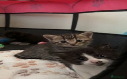 Persian cats for sale: Shorthair Doll face Persian X British longhair  - Image 3