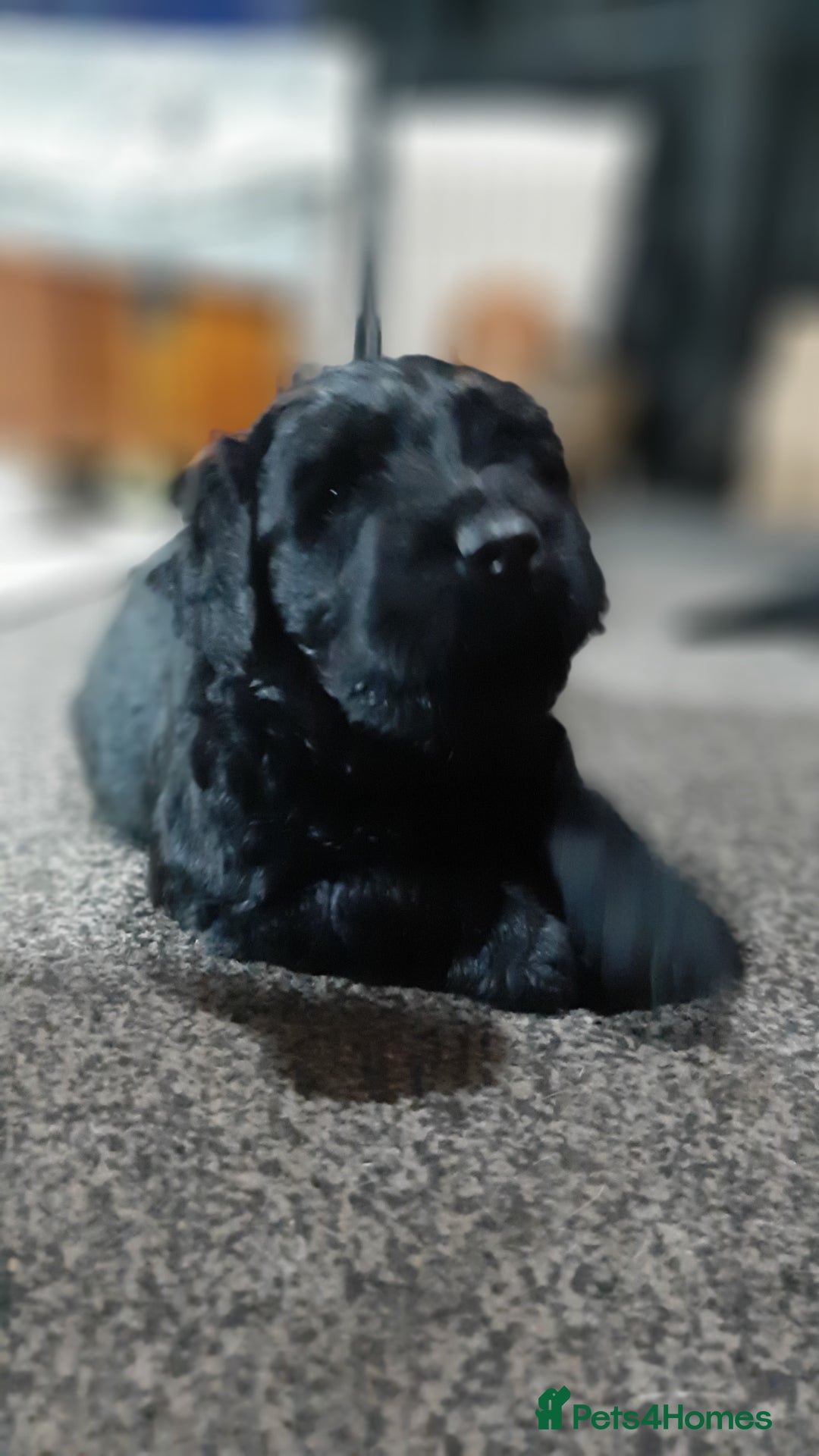 Labradoodle dogs for sale: Labradoodle double doodle pups ready 9th November  - Image 6