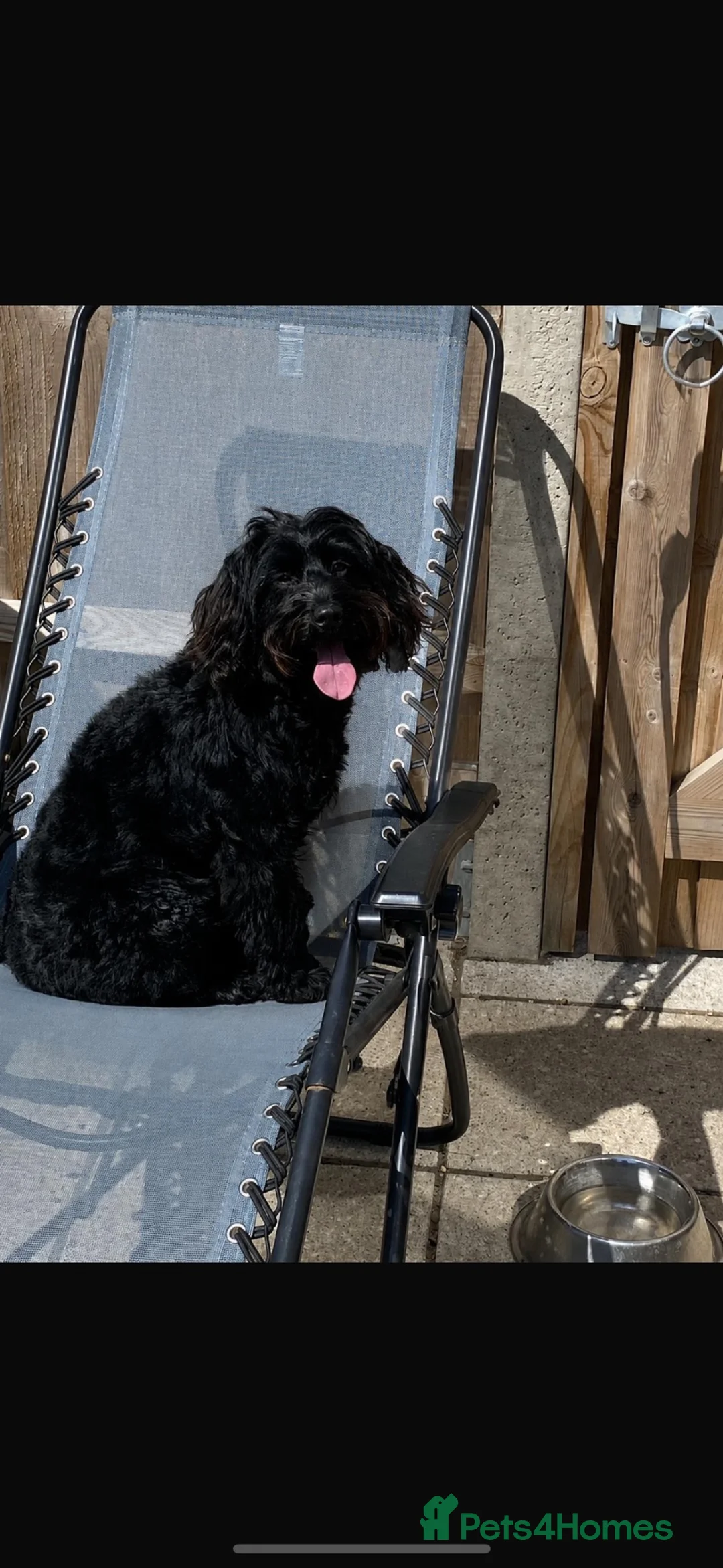 Mixed Breed dogs for sale: 4 jackapoo puppies  - Advert 15