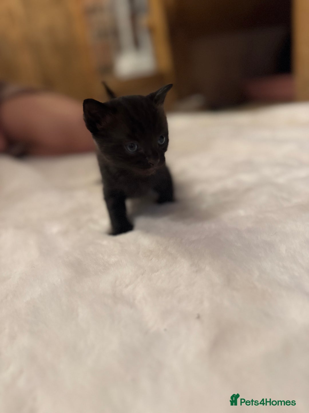 Ragdoll cats for sale: Half ragdoll stunningly marked kittens  - Image 9