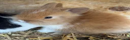 Lionhead rabbits for sale: Gorgeous baby Lionhead rabbits for sale  - Advert 2