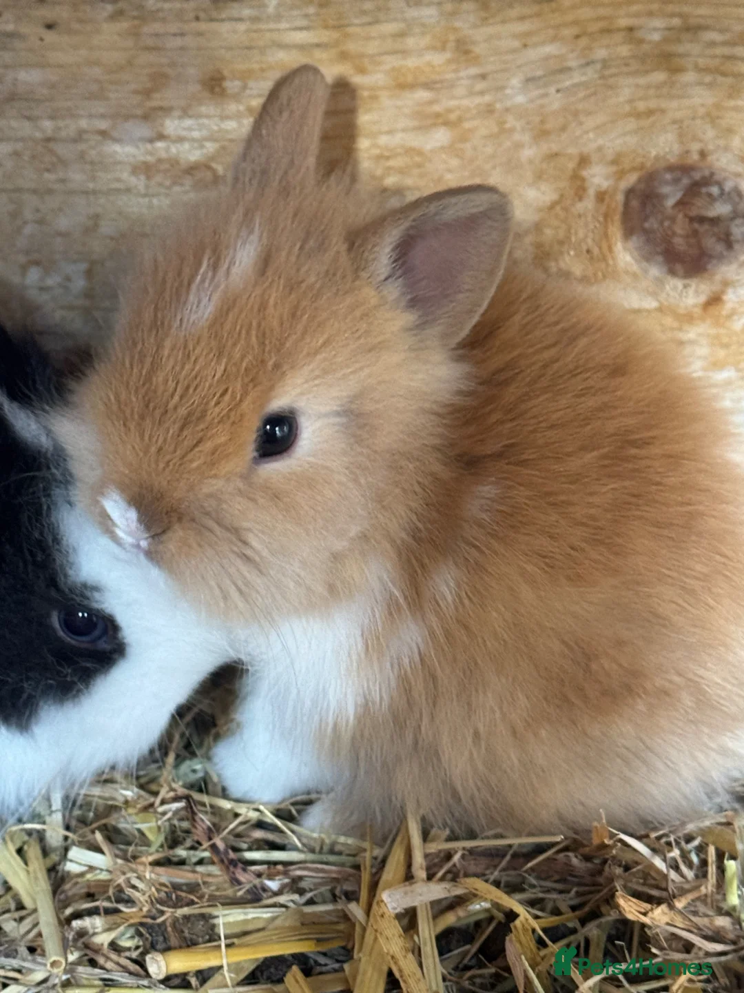 Lionhead rabbits for sale: Gorgeous baby Lionhead rabbits for sale  - Advert 2