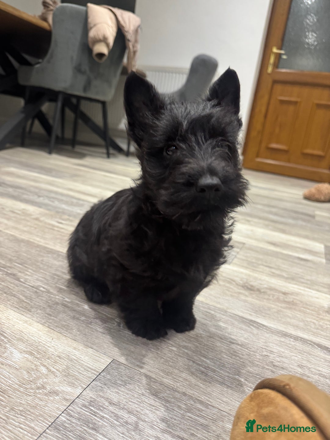 Scottish Terrier dogs for sale: Beautiful Scottish terrier puppies  - Advert 5
