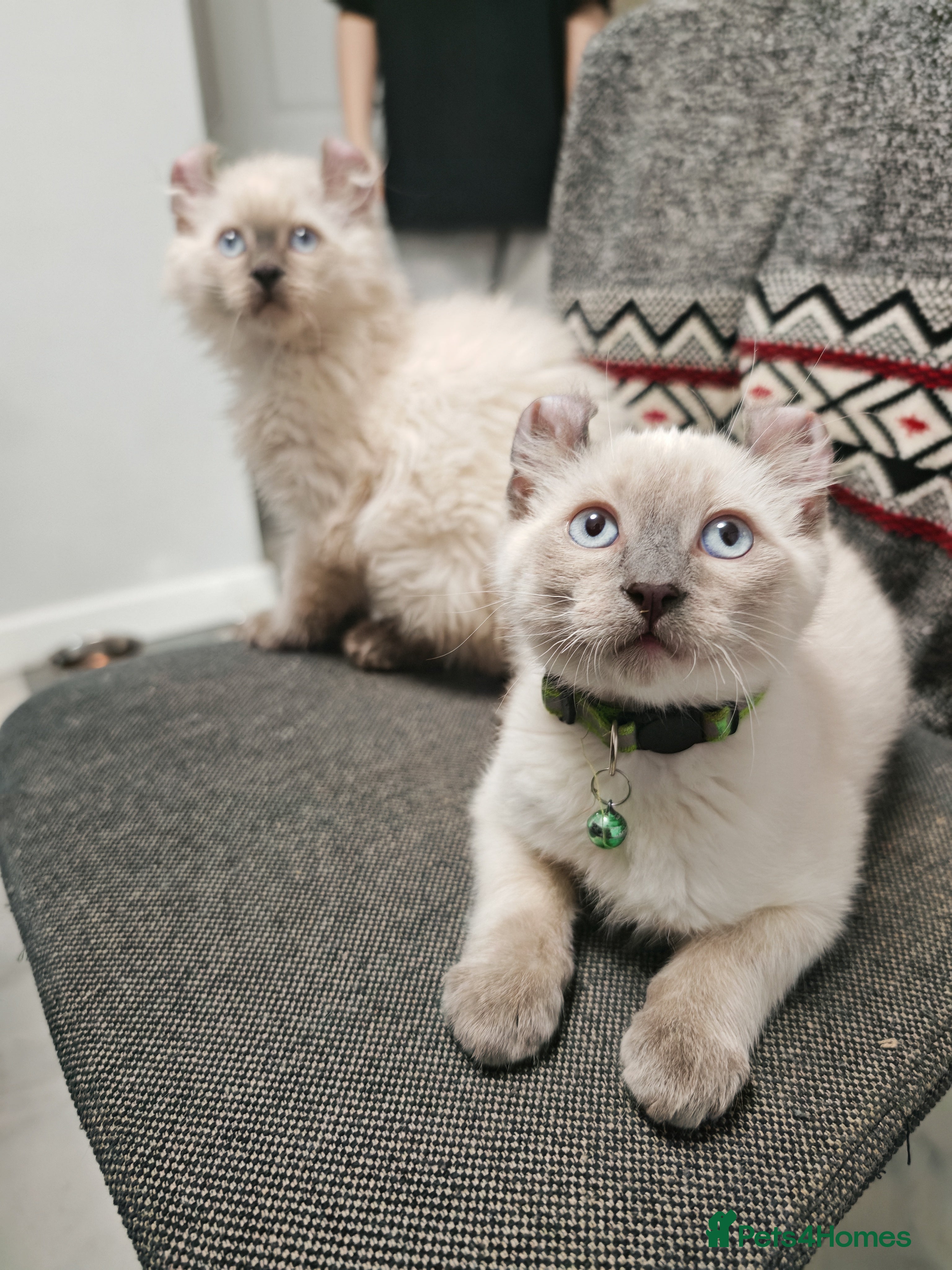 American Curl cats RARE, Unique, Affectionate American Curl Kittens!  - Advert 1