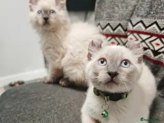 American Curl cats RARE, Unique, Affectionate American Curl Kittens! - Advert 1