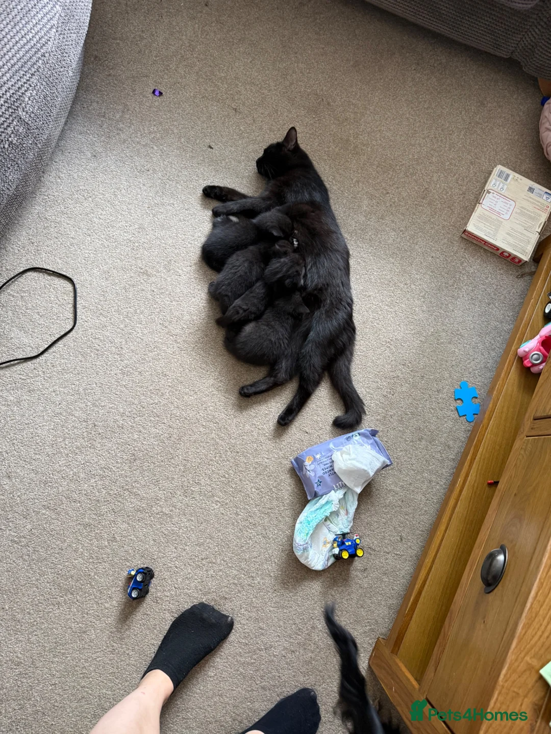 Mixed Breed cats for sale: British short hair cross  - Advert 1
