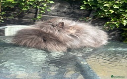 Lionhead rabbits for sale: Lionhead rabbits for sale  - Image 2