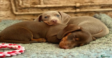 Miniature Dachshund dogs - Advert 12