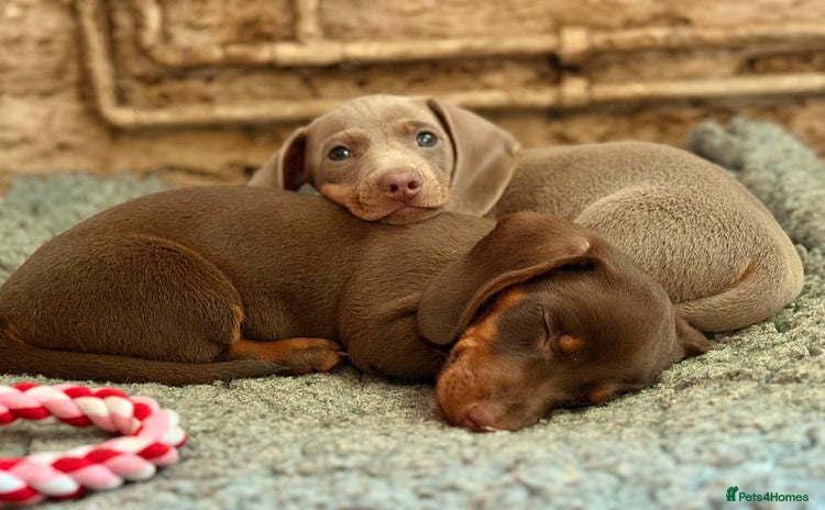 Miniature Dachshund dogs - Advert 10