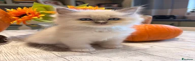 Ragdoll 6