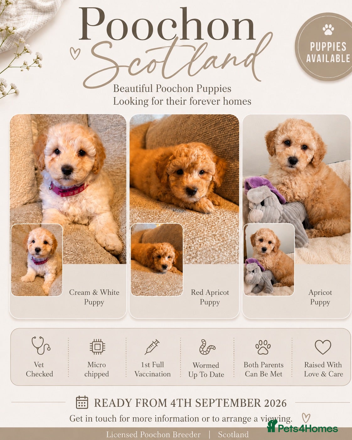 Poochon dogs ✨ Poochon Puppies - ready this week ✨ - Advert 1