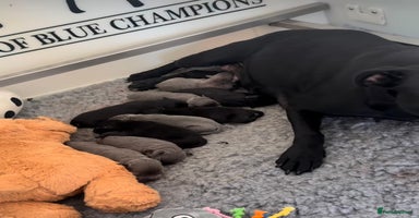 Staffordshire Bull Terrier dogs - Advert 4