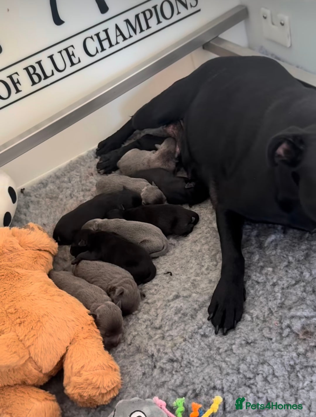 Staffordshire Bull Terrier dogs for stud: A NEW SUPERIOR SOLID BLUE MALE  - Image 2