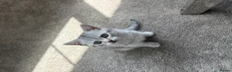 British Shorthair cats for sale: Male British short hair kitten - Advert 8