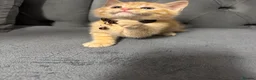 Mixed Breed cats for sale: Four gorgeous ginger kittens - Advert 4