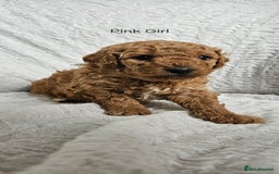 Mini Goldendoodle dogs for sale: Toy Golden Doodles ~ Mini, Loving & Hypoallergenic - Image 19