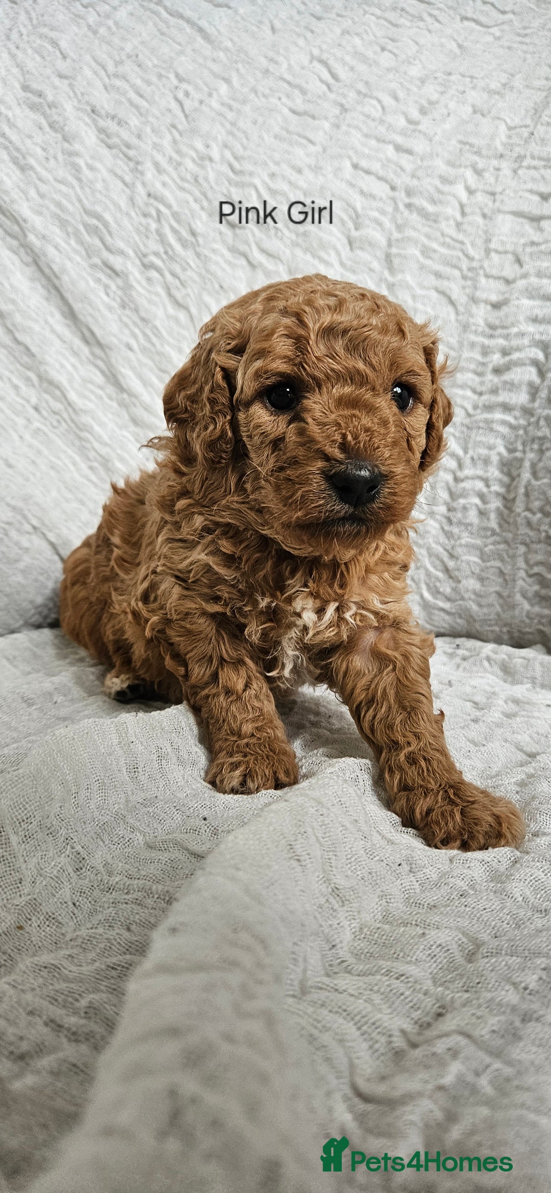 Mini Goldendoodle dogs for sale: Toy Golden Doodles ~ Mini, Loving & Hypoallergenic - Image 19